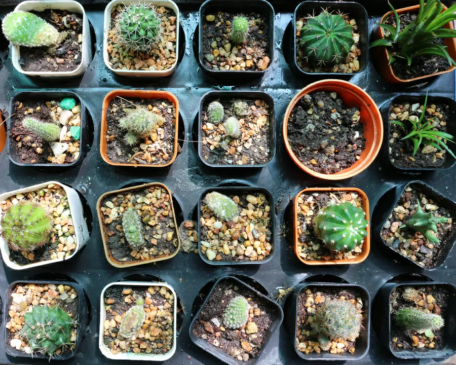 Como montar uma mini horta em casa? Veja as melhores dicas